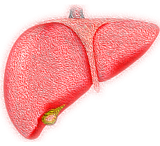 liver-4081243_1280